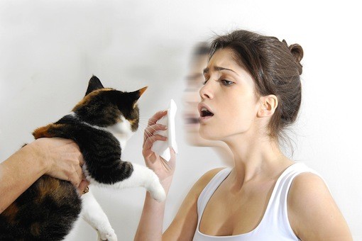 Cat Allergies – Sad But True