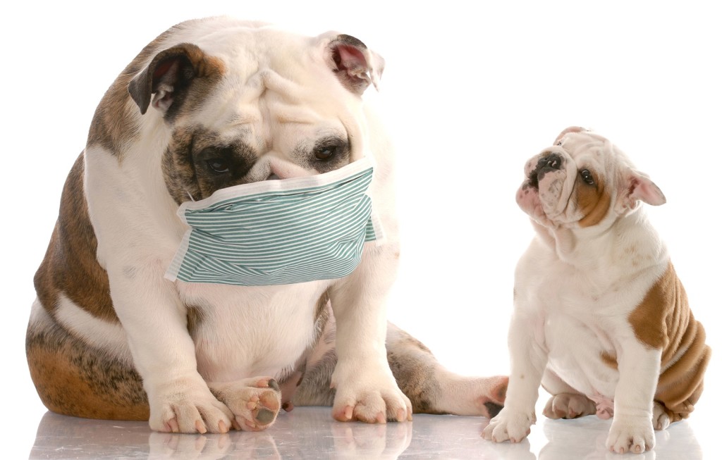 How to Deal with Common Allergies in your Dog